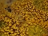  ( - FDS-CA-08042)  @11 [ ] by (2024) Mandy Hackney Fungal Diversity Survey
