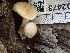  ( - FDS-CA-02473)  @11 [ ] by-nc (2024) Jaren Hockert Fungal Diversity Survey