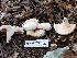  ( - FDS-CA-02463)  @11 [ ] by-nc (2024) Jaren Hockert Fungal Diversity Survey