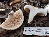  ( - FDS-CA-02463)  @11 [ ] by-nc (2024) Jaren Hockert Fungal Diversity Survey