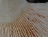  ( - FDS-CA-02463)  @11 [ ] by-nc (2024) Jaren Hockert Fungal Diversity Survey