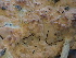  (Dichostereum - FDS-CA-02464)  @11 [ ] by-nc (2024) Jaren Hockert Fungal Diversity Survey