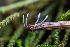  (Typhula - FDS-CA-06917)  @11 [ ] by-nc (2024) Dean Lyons Fungal Diversity Survey
