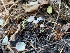  ( - FDS-CA-07540)  @11 [ ] c (2024) Marinna Grijalva Fungal Diversity Survey
