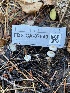  ( - FDS-CA-07540)  @11 [ ] c (2024) Marinna Grijalva Fungal Diversity Survey