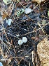  ( - FDS-CA-07540)  @11 [ ] c (2024) Marinna Grijalva Fungal Diversity Survey