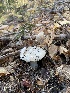  ( - FDS-CA-07541)  @11 [ ] c (2024) Marinna Grijalva Fungal Diversity Survey
