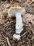  ( - FDS-CA-07541)  @11 [ ] c (2024) Marinna Grijalva Fungal Diversity Survey