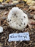  ( - FDS-CA-07541)  @11 [ ] c (2024) Marinna Grijalva Fungal Diversity Survey