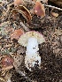  (Russula sp. Woo70 - FDS-CA-07517)  @11 [ ] c (2024) Marinna Grijalva Fungal Diversity Survey
