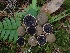  ( - FDS-CA-07609)  @11 [ ] by-nc (2024) Sadie Hickey Fungal Diversity Survey