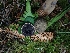  ( - FDS-CA-07609)  @11 [ ] by-nc (2024) Sadie Hickey Fungal Diversity Survey
