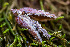  ( - FDS-CA-06927)  @11 [ ] by-nc (2024) Dean Lyons Fungal Diversity Survey