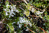  ( - FDS-CA-08513)  @11 [ ] by-nc (2024) Dean Lyons Fungal Diversity Survey