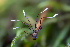  ( - FDS-CA-06917)  @11 [ ] by-nc (2024) Dean Lyons Fungal Diversity Survey