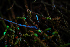  ( - FDS-CA-06917)  @11 [ ] by-nc (2024) Dean Lyons Fungal Diversity Survey