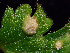  ( - FDS-CA-06627)  @11 [ ] by (2024) Justin Paulin Fungal Diversity Survey