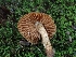  ( - FDS-CA-08037)  @11 [ ] by (2024) Mandy Hackney Fungal Diversity Survey