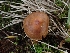  ( - FDS-CA-08037)  @11 [ ] by (2024) Mandy Hackney Fungal Diversity Survey