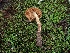  ( - FDS-CA-08037)  @11 [ ] by (2024) Mandy Hackney Fungal Diversity Survey