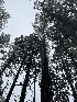  ( - FDS-CA-05835)  @11 [ ] by-nc (2024) Dean Lyons Fungal Diversity Survey