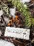  ( - FDS-CA-08507)  @11 [ ] by-nc (2024) Dean Lyons Fungal Diversity Survey