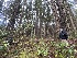  ( - FDS-CA-08595)  @11 [ ] by-nc (2024) Dean Lyons Fungal Diversity Survey