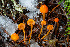  ( - FDS-CA-08507)  @11 [ ] by-nc (2024) Dean Lyons Fungal Diversity Survey