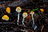  ( - FDS-CA-08521)  @11 [ ] by-nc (2024) Dean Lyons Fungal Diversity Survey