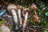  ( - FDS-CA-08516)  @11 [ ] by-nc (2024) Dean Lyons Fungal Diversity Survey