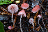  ( - FDS-CA-05835)  @11 [ ] by-nc (2024) Dean Lyons Fungal Diversity Survey