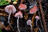  ( - FDS-CA-05835)  @11 [ ] by-nc (2024) Dean Lyons Fungal Diversity Survey