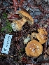  ( - FDS-CA-09004)  @11 [ ] by-nc (2024) Harte Singer Fungal Diversity Survey