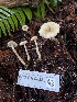  ( - FDS-CA-08533)  @11 [ ] by-nc (2024) Dean Lyons Fungal Diversity Survey