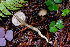  (Entoloma sp. CA69 - FDS-CA-08549)  @11 [ ] by-nc (2024) Dean Lyons Fungal Diversity Survey