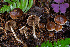  ( - FDS-CA-08551)  @11 [ ] by-nc (2024) Dean Lyons Fungal Diversity Survey