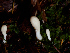  ( - FDS-CA-06629)  @11 [ ] by (2024) Justin Paulin Fungal Diversity Survey