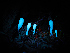  ( - FDS-CA-06629)  @11 [ ] by (2024) Justin Paulin Fungal Diversity Survey