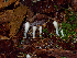  ( - FDS-CA-06629)  @11 [ ] by (2024) Justin Paulin Fungal Diversity Survey