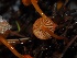  ( - FDS-CA-06630)  @11 [ ] by (2024) Justin Paulin Fungal Diversity Survey