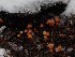  ( - FDS-CA-06630)  @11 [ ] by (2024) Justin Paulin Fungal Diversity Survey