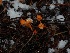  ( - FDS-CA-06630)  @11 [ ] by (2024) Justin Paulin Fungal Diversity Survey