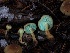  ( - FDS-CA-06632)  @11 [ ] by (2024) Justin Paulin Fungal Diversity Survey