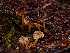  ( - FDS-CA-06641)  @11 [ ] by (2024) Justin Paulin Fungal Diversity Survey