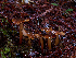  ( - FDS-CA-06641)  @11 [ ] by (2024) Justin Paulin Fungal Diversity Survey