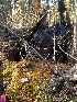  ( - FDS-CA-07878)  @11 [ ] by-nc (2024) Damon Tighe Fungal Diversity Survey