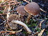  ( - FDS-CA-07878)  @11 [ ] by-nc (2024) Damon Tighe Fungal Diversity Survey
