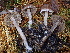  ( - FDS-CA-07878)  @11 [ ] by-nc (2024) Damon Tighe Fungal Diversity Survey