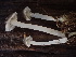  (Mycopan sp. PNW01 - FDS-CA-07879)  @11 [ ] by-nc (2024) Damon Tighe Fungal Diversity Survey
