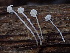  ( - FDS-CA-07887)  @11 [ ] by-nc (2024) Damon Tighe Fungal Diversity Survey